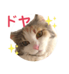 猫のスタンプ♡（個別スタンプ：20）