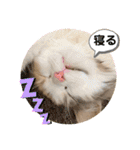 猫のスタンプ♡（個別スタンプ：21）