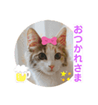 猫のスタンプ♡（個別スタンプ：24）