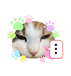 猫のスタンプ♡（個別スタンプ：25）