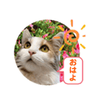 猫のスタンプ♡（個別スタンプ：26）