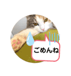 猫のスタンプ♡（個別スタンプ：27）