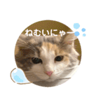 猫のスタンプ♡（個別スタンプ：29）