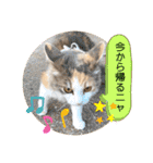 猫のスタンプ♡（個別スタンプ：31）