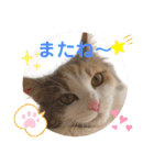 猫のスタンプ♡（個別スタンプ：32）