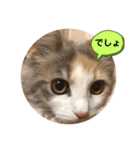 猫のスタンプ♡（個別スタンプ：33）