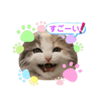 猫のスタンプ♡（個別スタンプ：34）