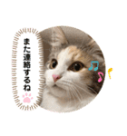 猫のスタンプ♡（個別スタンプ：36）