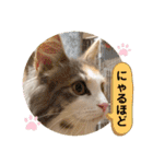 猫のスタンプ♡（個別スタンプ：37）