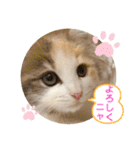 猫のスタンプ♡（個別スタンプ：38）