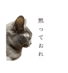ニュートはネコ2（個別スタンプ：3）