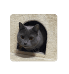 ニュートはネコ2（個別スタンプ：13）