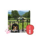 ぱぴぱぴパピヨン26（個別スタンプ：9）