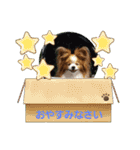 ぱぴぱぴパピヨン26（個別スタンプ：23）