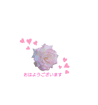 薔薇のひとこと（個別スタンプ：1）