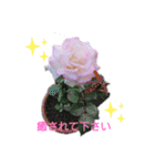 薔薇のひとこと（個別スタンプ：2）