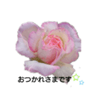 薔薇のひとこと（個別スタンプ：4）