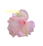 薔薇のひとこと（個別スタンプ：5）