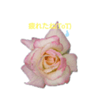 薔薇のひとこと（個別スタンプ：7）