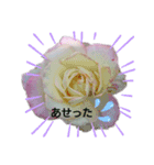 薔薇のひとこと（個別スタンプ：12）