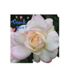 薔薇のひとこと（個別スタンプ：13）