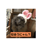 コマちゃん＆ナナちゃん（個別スタンプ：11）