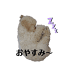 トイプーモッちゃん2（個別スタンプ：5）