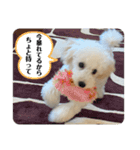 トイプーモッちゃん2（個別スタンプ：11）