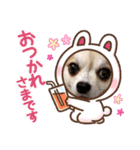 日常使いのうちの子スタンプ（個別スタンプ：8）