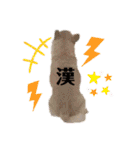 日常使いのうちの子スタンプ（個別スタンプ：19）