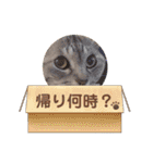 日常使いのうちの子スタンプ（個別スタンプ：33）