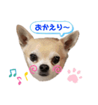 日常使いのうちの子スタンプ（個別スタンプ：36）
