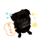 日常使いのうちの子スタンプ（個別スタンプ：40）