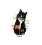 ちょびんちょびんのちょびちゃん（個別スタンプ：8）