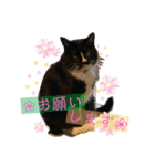 ちょびんちょびんのちょびちゃん（個別スタンプ：23）