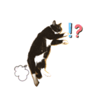 ちょびんちょびんのちょびちゃん（個別スタンプ：24）