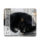 ちょびんちょびんのちょびちゃん（個別スタンプ：29）
