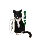 ちょびんちょびんのちょびちゃん（個別スタンプ：34）
