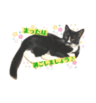 ちょびんちょびんのちょびちゃん（個別スタンプ：37）