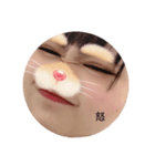 可愛いみくにー（個別スタンプ：3）