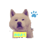横浜わんニャン会1（個別スタンプ：1）