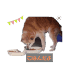 横浜わんニャン会1（個別スタンプ：3）