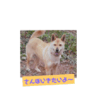 横浜わんニャン会1（個別スタンプ：6）