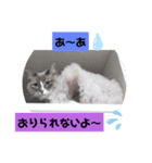 横浜わんニャン会1（個別スタンプ：7）