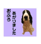 ごんざれすの日常（個別スタンプ：8）