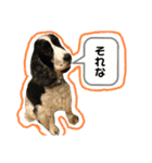 ごんざれすの日常（個別スタンプ：23）