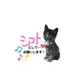 仕事用ねこさん（個別スタンプ：2）
