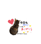 仕事用ねこさん（個別スタンプ：3）