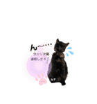 仕事用ねこさん（個別スタンプ：4）
