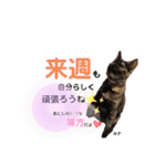 仕事用ねこさん（個別スタンプ：5）